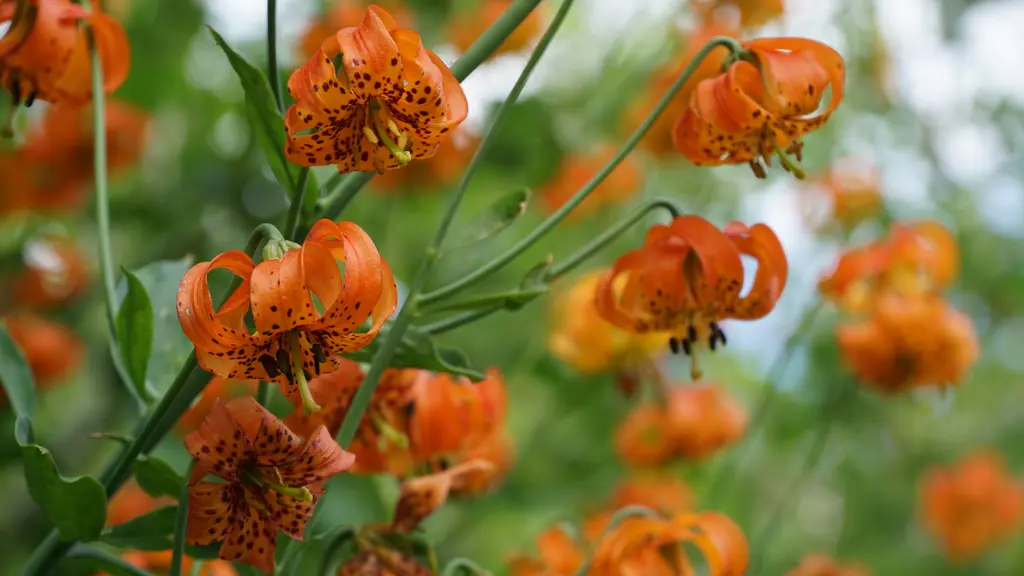 Wildflowers